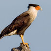 Crested Caracara